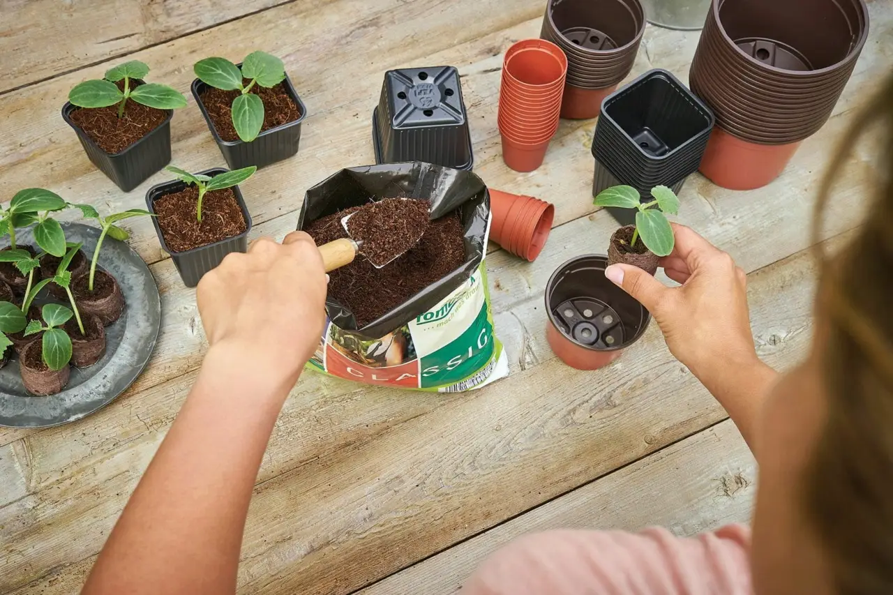 Come ridurre la muffa nei vasi a giugno: la soluzione pratica dei botanici per case umide Come ridurre la muffa nei vasi a giugno: la soluzione pratica dei botanici per case umide