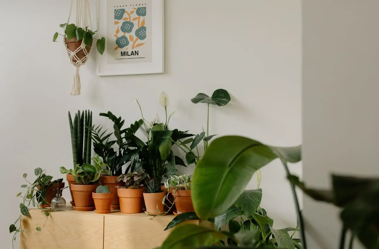 Come ottenere una casa più fresca in estate: scopri le piante d’appartamento che ne abbassano la temperatura Come ottenere una casa più fresca in estate: scopri le piante d’appartamento che ne abbassano la temperatura