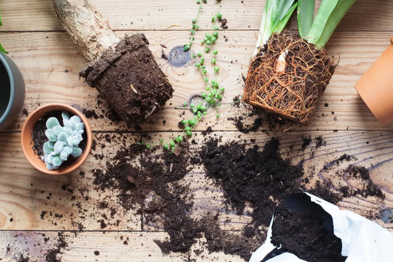 Ecco la soluzione naturale per eliminare l’umidità dai vasi in estate: il consiglio dei botanici per balconi sani a giugno Ecco la soluzione naturale per eliminare l’umidità dai vasi in estate: il consiglio dei botanici per balconi sani a giugno