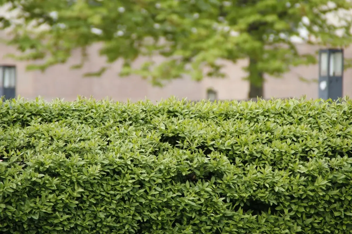 Prepara il giardino al vento di giugno: le varietà di arbusti selezionate dai vivaisti per terrazzi sempre protetti Prepara il giardino al vento di giugno: le varietà di arbusti selezionate dai vivaisti per terrazzi sempre protetti