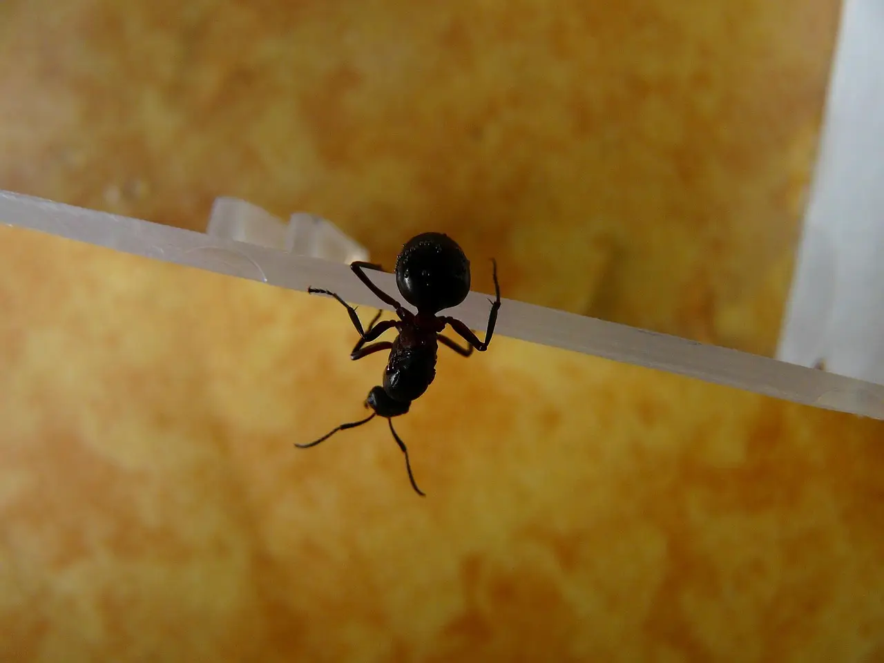 Scopri la pianta aromatica che protegge la dispensa dalle formiche: il consiglio degli esperti per l’estate Scopri la pianta aromatica che protegge la dispensa dalle formiche: il consiglio degli esperti per l’estate