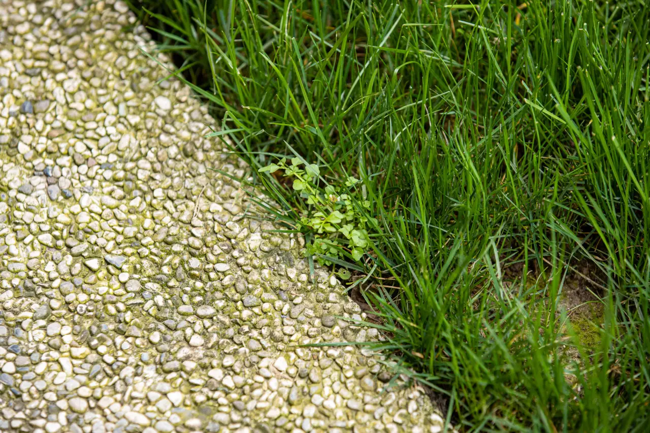 Come scegliere la ghiaia decorativa per proteggere il prato dal caldo estivo: il consiglio degli agronomi per giugno Come scegliere la ghiaia decorativa per proteggere il prato dal caldo estivo: il consiglio degli agronomi per giugno