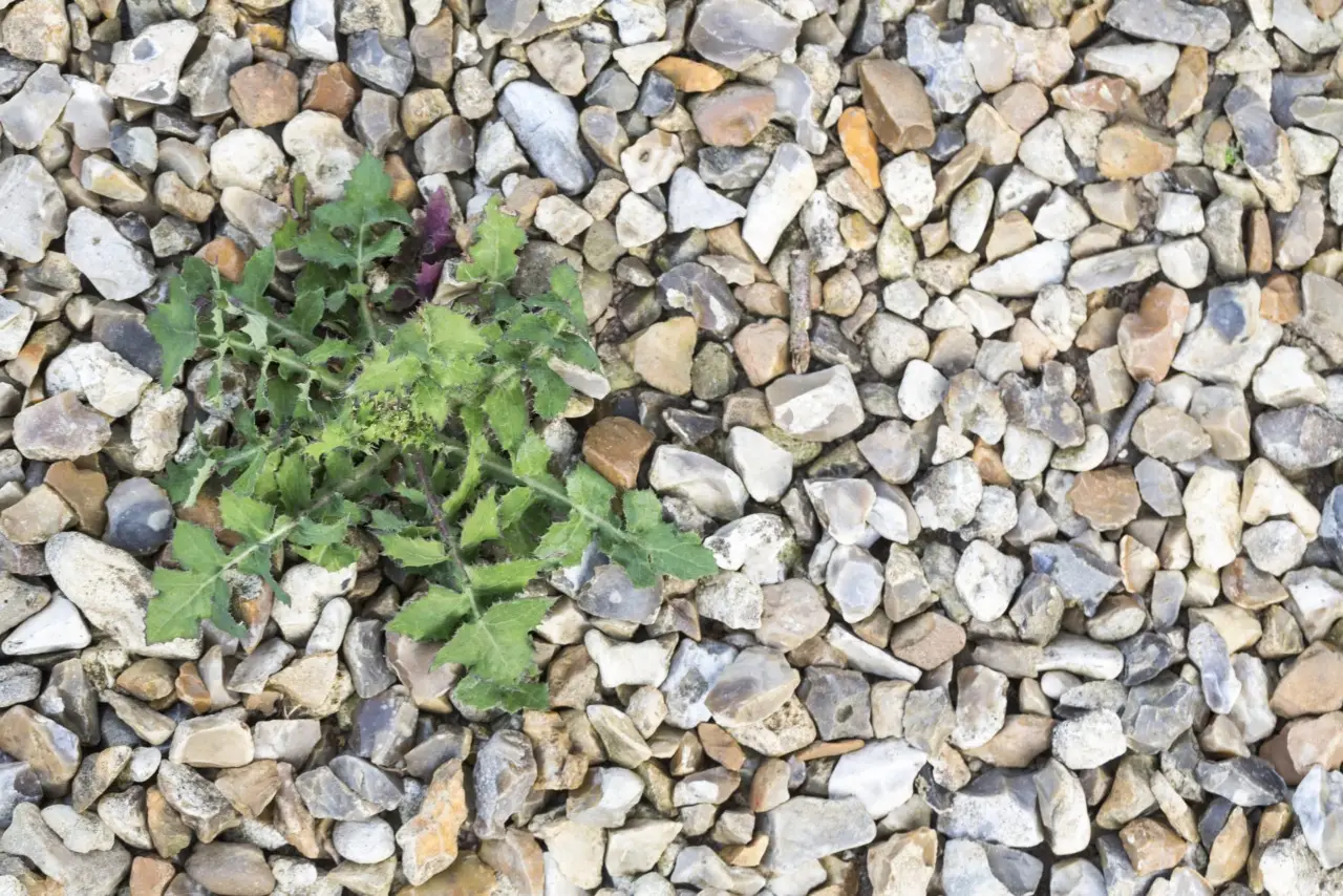 Come scegliere la ghiaia decorativa per proteggere il prato dal caldo estivo: il consiglio degli agronomi per giugno Come scegliere la ghiaia decorativa per proteggere il prato dal caldo estivo: il consiglio degli agronomi per giugno