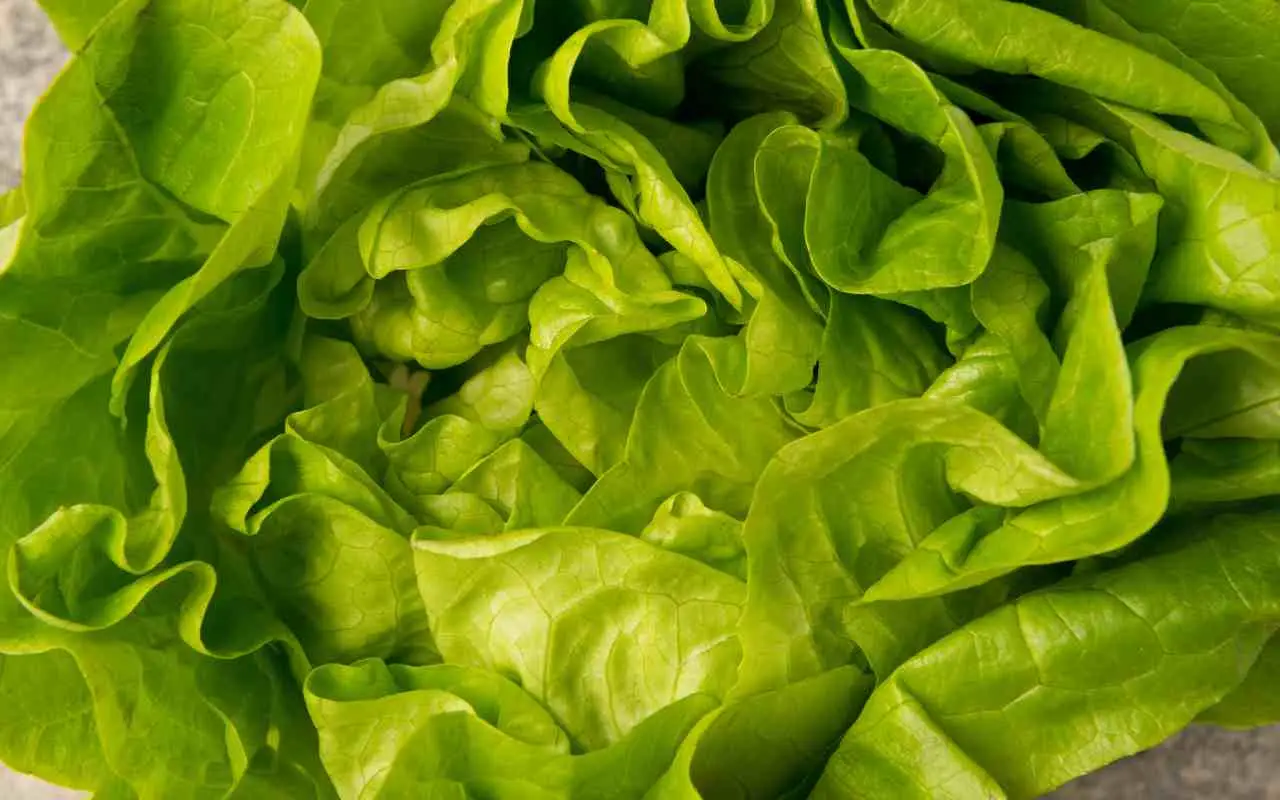 Come ottenere l’insalata più croccante con la rotazione varietale: il metodo raccomandato dagli esperti per l’estate Come ottenere l’insalata più croccante con la rotazione varietale: il metodo raccomandato dagli esperti per l’estate