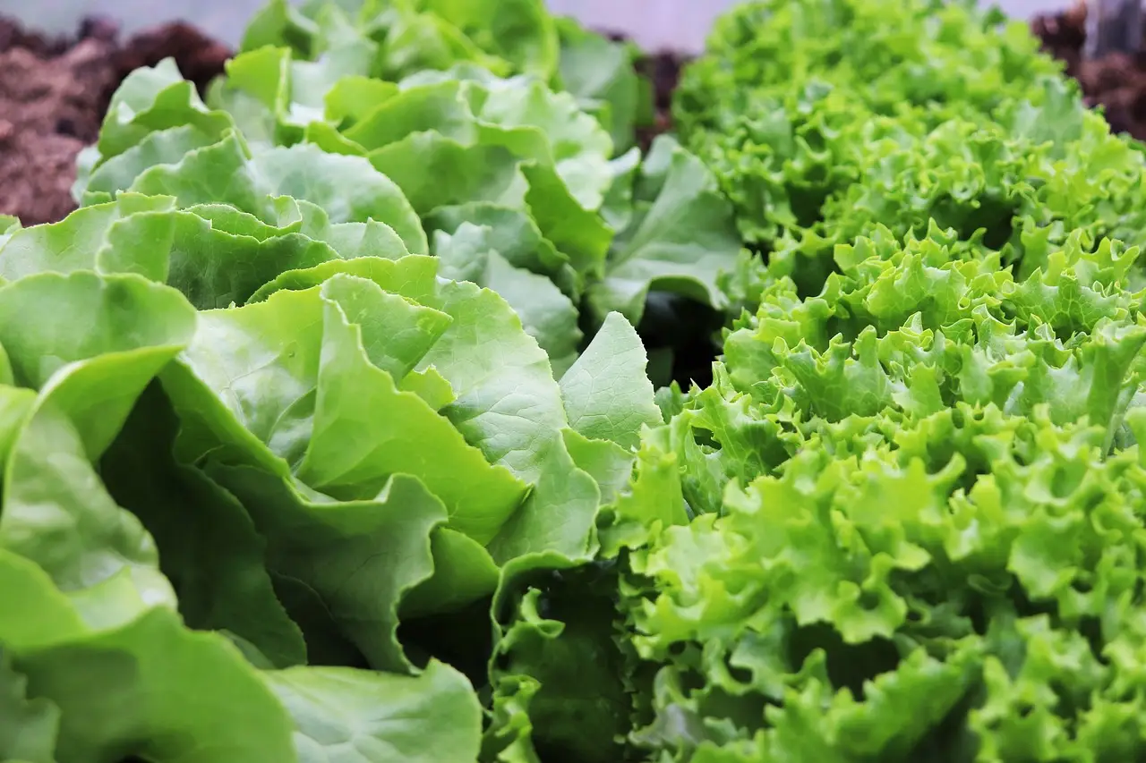Come ottenere l’insalata più croccante con la rotazione varietale: il metodo raccomandato dagli esperti per l’estate Come ottenere l’insalata più croccante con la rotazione varietale: il metodo raccomandato dagli esperti per l’estate