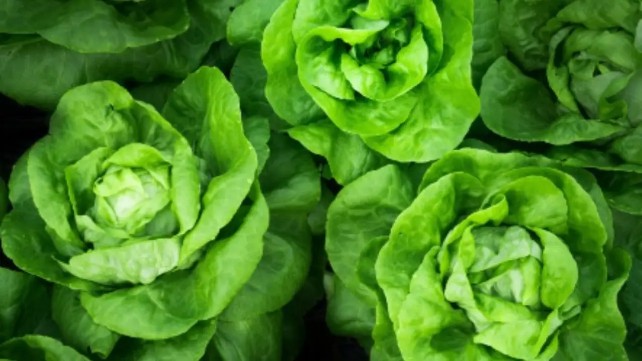 Come ottenere l’insalata più croccante con la rotazione varietale: il metodo raccomandato dagli esperti per l’estate Come ottenere l’insalata più croccante con la rotazione varietale: il metodo raccomandato dagli esperti per l’estate