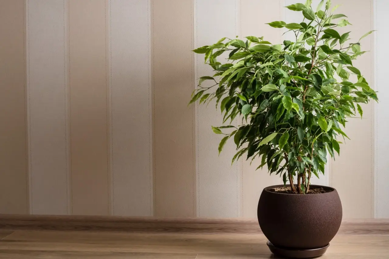 Il segreto per profumare la casa in estate: queste piante d’appartamento abbassano la temperatura secondo i botanici Il segreto per profumare la casa in estate: queste piante d’appartamento abbassano la temperatura secondo i botanici