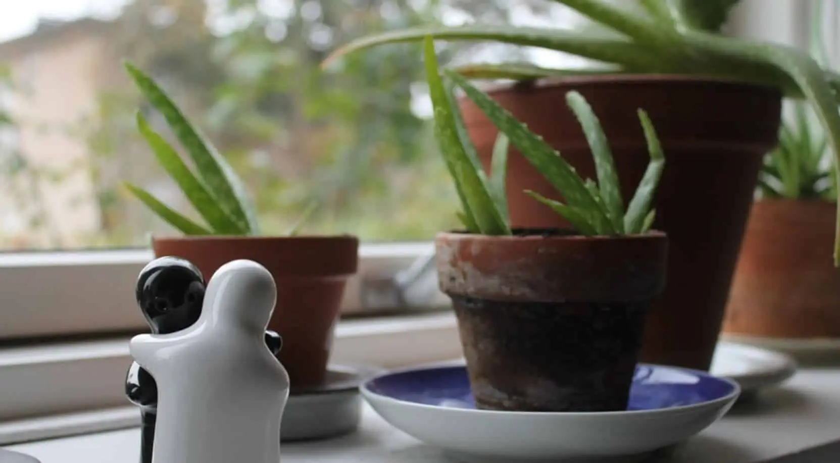 Il segreto per profumare la casa in estate: queste piante d’appartamento abbassano la temperatura secondo i botanici Il segreto per profumare la casa in estate: queste piante d’appartamento abbassano la temperatura secondo i botanici