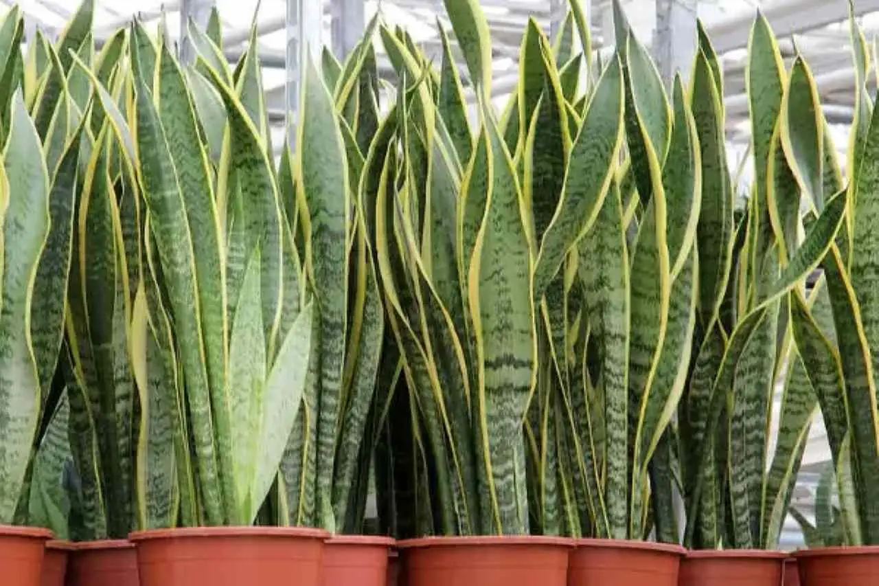Il segreto per profumare la casa in estate: queste piante d’appartamento abbassano la temperatura secondo i botanici Il segreto per profumare la casa in estate: queste piante d’appartamento abbassano la temperatura secondo i botanici