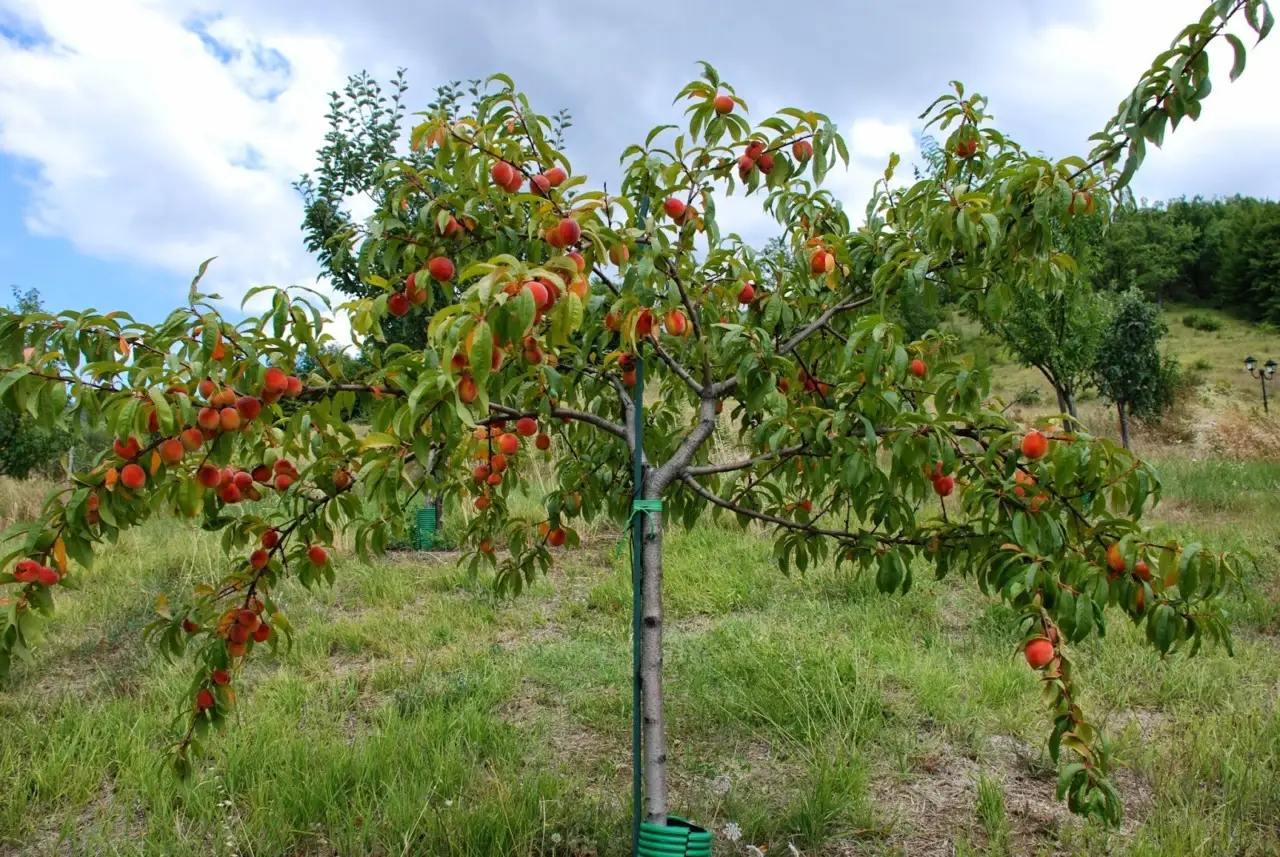 Come difendere il pesco dalle malattie estive: la soluzione naturale raccomandata dagli agronomi Come difendere il pesco dalle malattie estive: la soluzione naturale raccomandata dagli agronomi