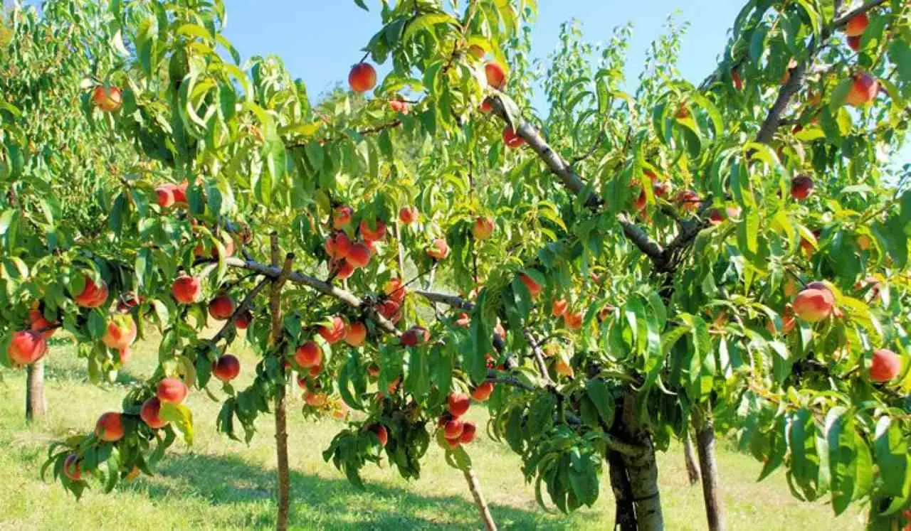 Come difendere il pesco dalle malattie estive: la soluzione naturale raccomandata dagli agronomi Come difendere il pesco dalle malattie estive: la soluzione naturale raccomandata dagli agronomi