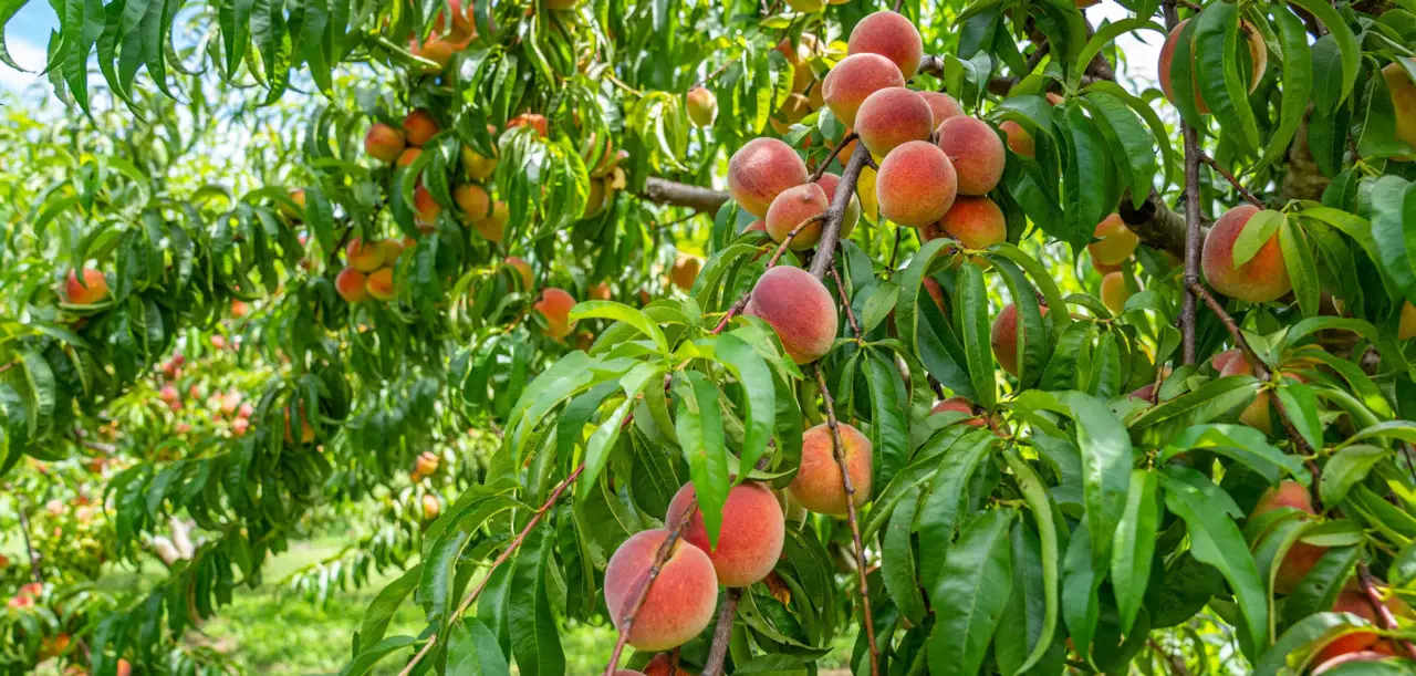 Come difendere il pesco dalle malattie estive: la soluzione naturale raccomandata dagli agronomi Come difendere il pesco dalle malattie estive: la soluzione naturale raccomandata dagli agronomi
