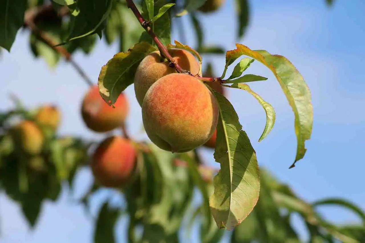 Come difendere il pesco dalle malattie estive: la soluzione naturale raccomandata dagli agronomi Come difendere il pesco dalle malattie estive: la soluzione naturale raccomandata dagli agronomi