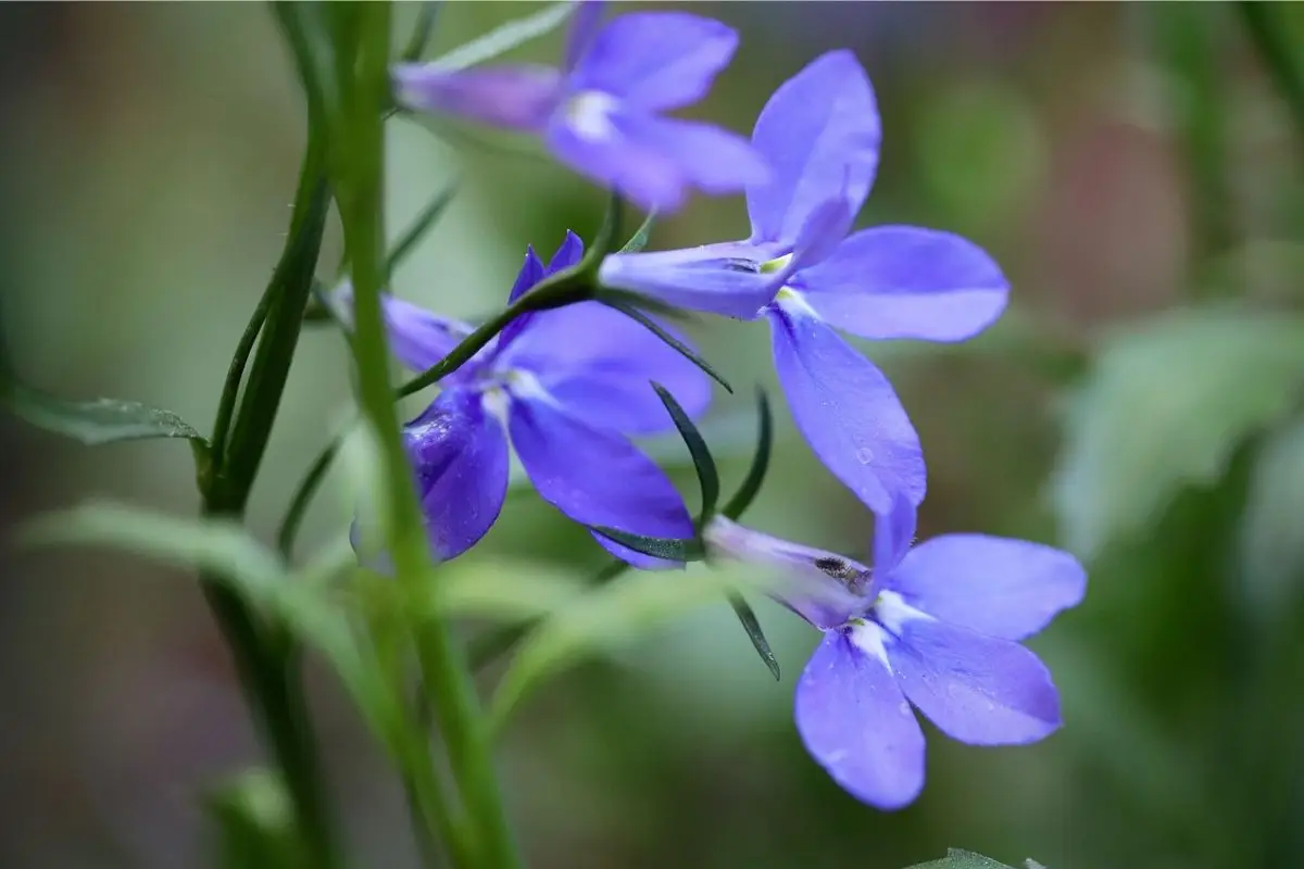 Vuoi attrarre api e farfalle sul balcone? Scopri i fiori migliori selezionati dai botanici per giugno Vuoi attrarre api e farfalle sul balcone? Scopri i fiori migliori selezionati dai botanici per giugno