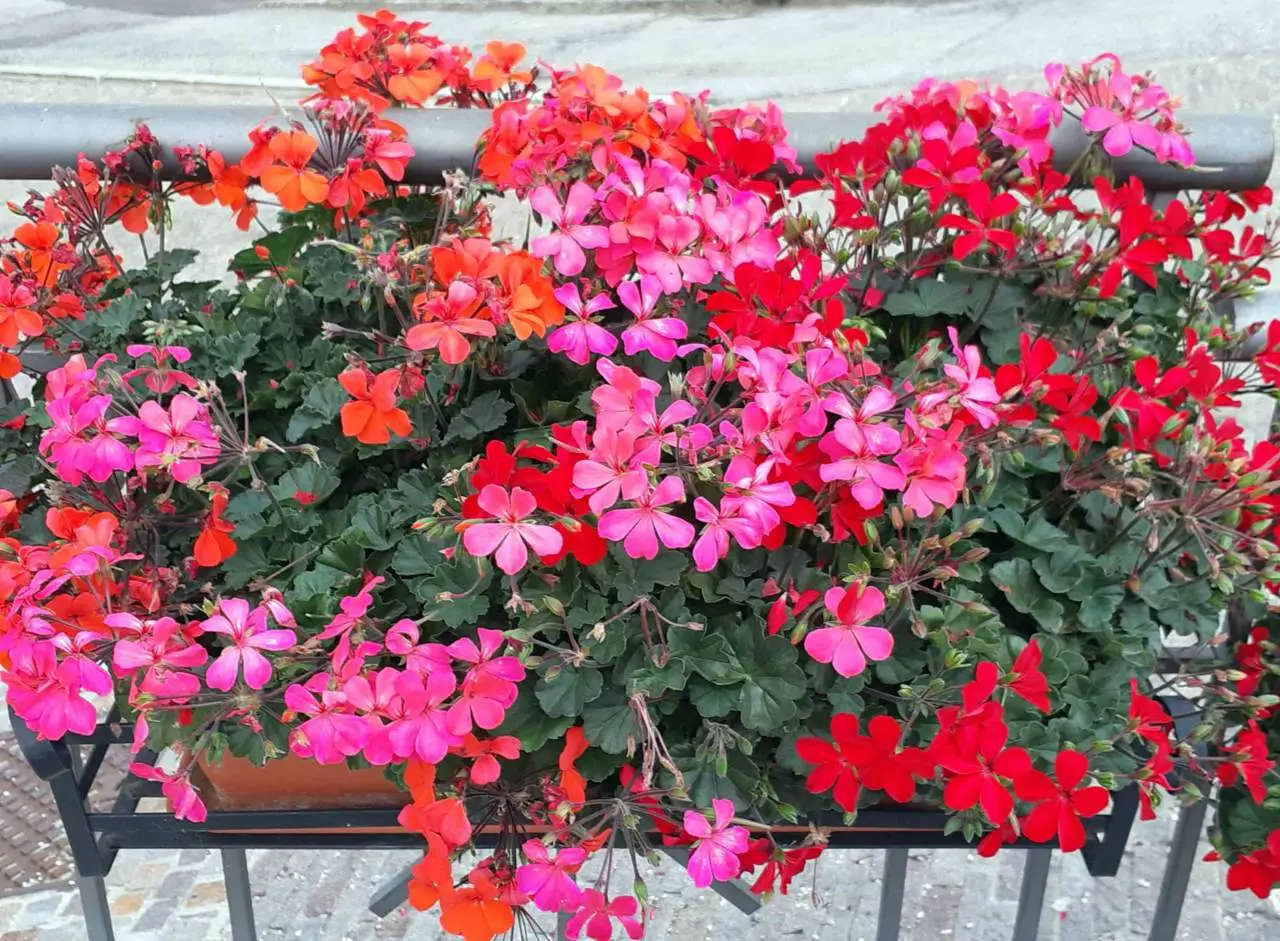 Vuoi attrarre api e farfalle sul balcone? Scopri i fiori migliori selezionati dai botanici per giugno Vuoi attrarre api e farfalle sul balcone? Scopri i fiori migliori selezionati dai botanici per giugno