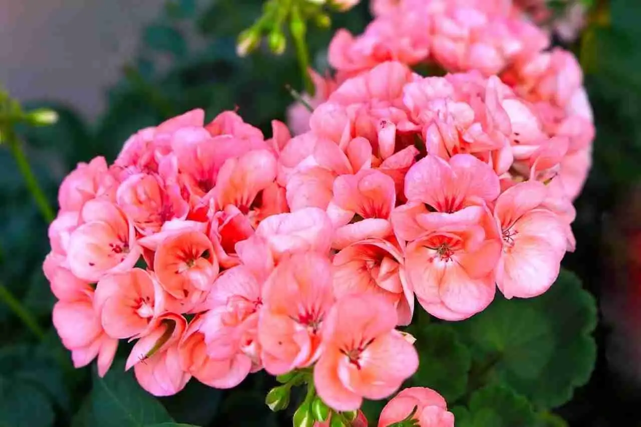 Vuoi attrarre api e farfalle sul balcone? Scopri i fiori migliori selezionati dai botanici per giugno Vuoi attrarre api e farfalle sul balcone? Scopri i fiori migliori selezionati dai botanici per giugno