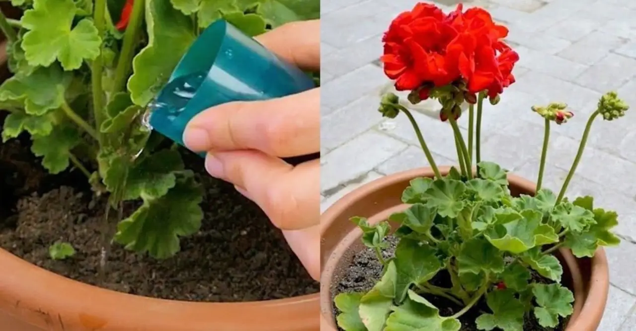 Come ridurre la muffa nei vasi a giugno: la soluzione pratica dei botanici per case umide Come ridurre la muffa nei vasi a giugno: la soluzione pratica dei botanici per case umide