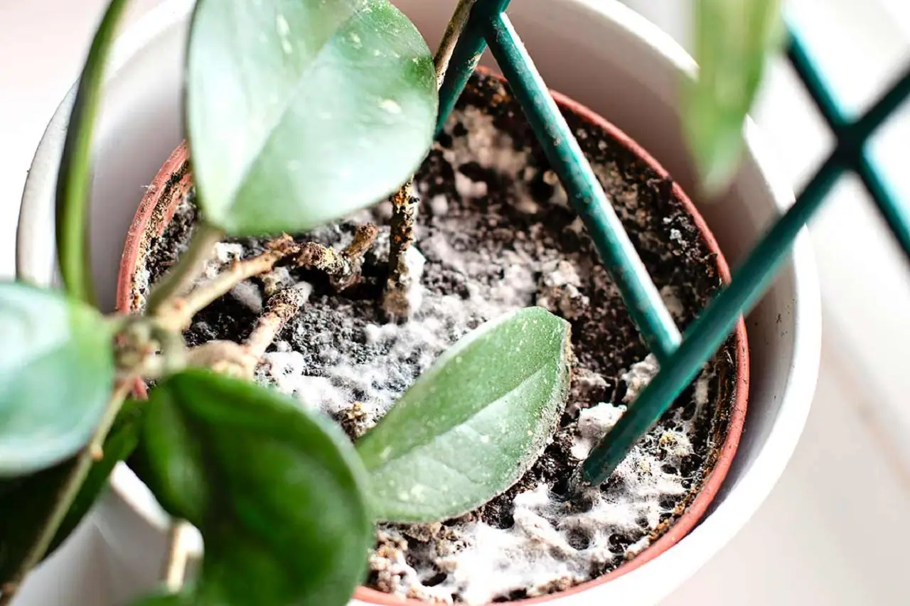Come ridurre la muffa nei vasi a giugno: la soluzione pratica dei botanici per case umide Come ridurre la muffa nei vasi a giugno: la soluzione pratica dei botanici per case umide