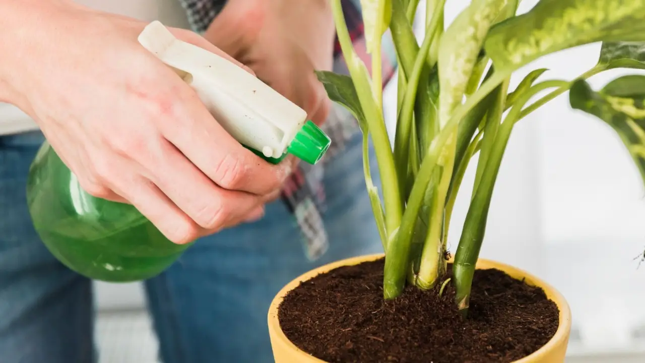 Come ridurre la muffa nei vasi a giugno: la soluzione pratica dei botanici per case umide Come ridurre la muffa nei vasi a giugno: la soluzione pratica dei botanici per case umide