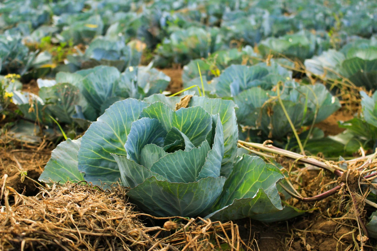 Proteggi i tuoi ortaggi dal caldo: la tecnica della pacciamatura spiegata dagli agricoltori Proteggi i tuoi ortaggi dal caldo: la tecnica della pacciamatura spiegata dagli agricoltori
