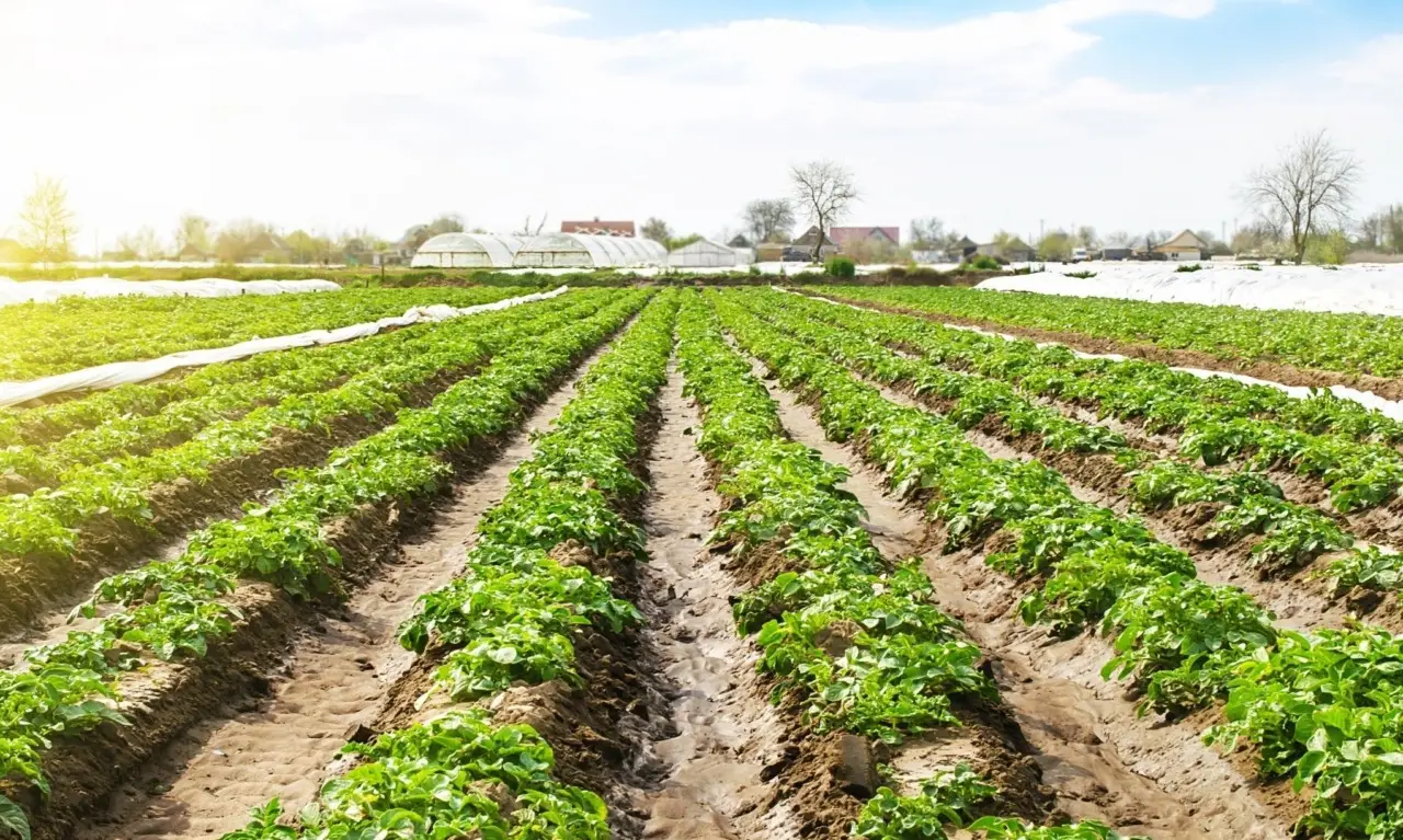 Proteggi i tuoi ortaggi dal caldo: la tecnica della pacciamatura spiegata dagli agricoltori Proteggi i tuoi ortaggi dal caldo: la tecnica della pacciamatura spiegata dagli agricoltori