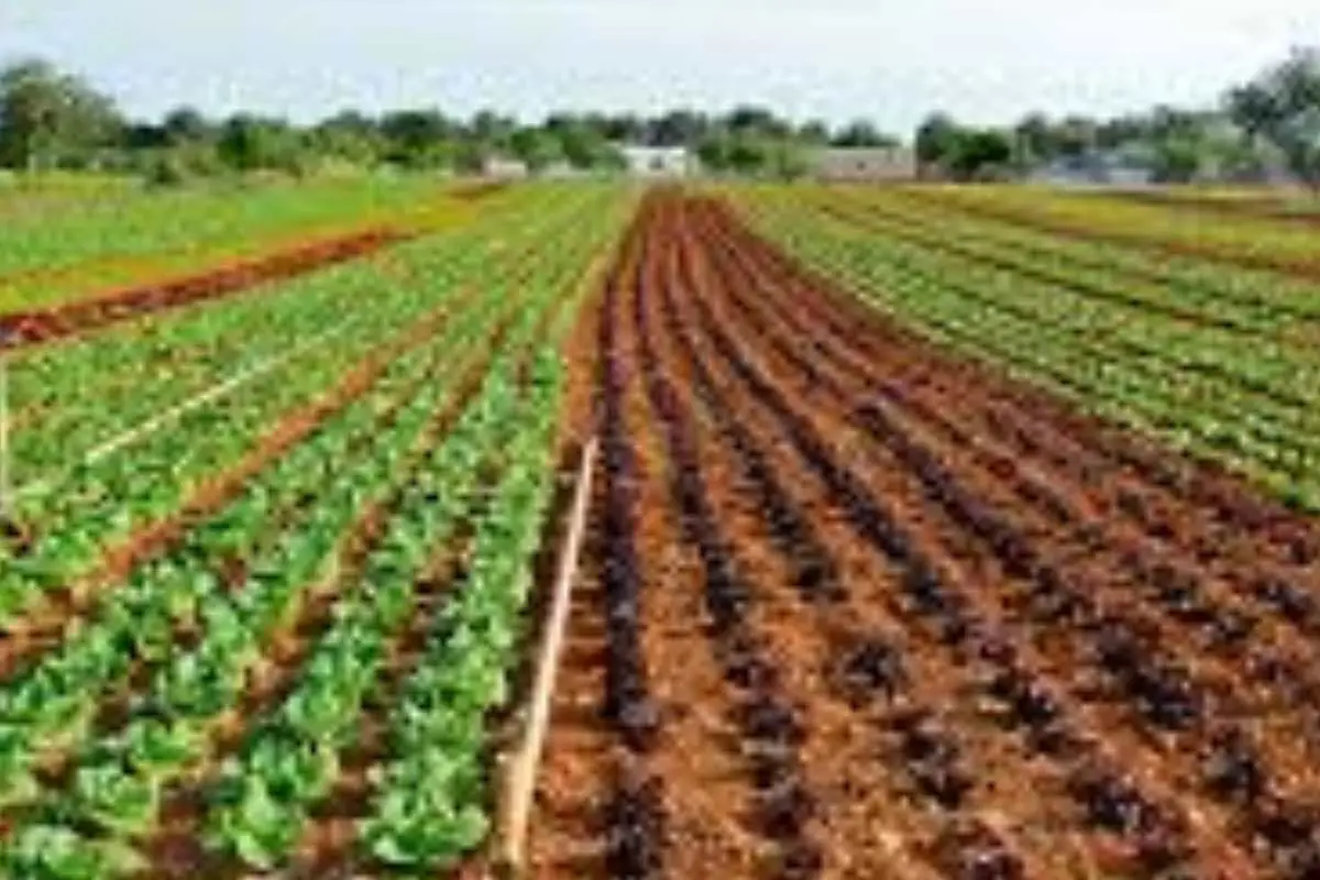 Proteggi i tuoi ortaggi dal caldo: la tecnica della pacciamatura spiegata dagli agricoltori Proteggi i tuoi ortaggi dal caldo: la tecnica della pacciamatura spiegata dagli agricoltori