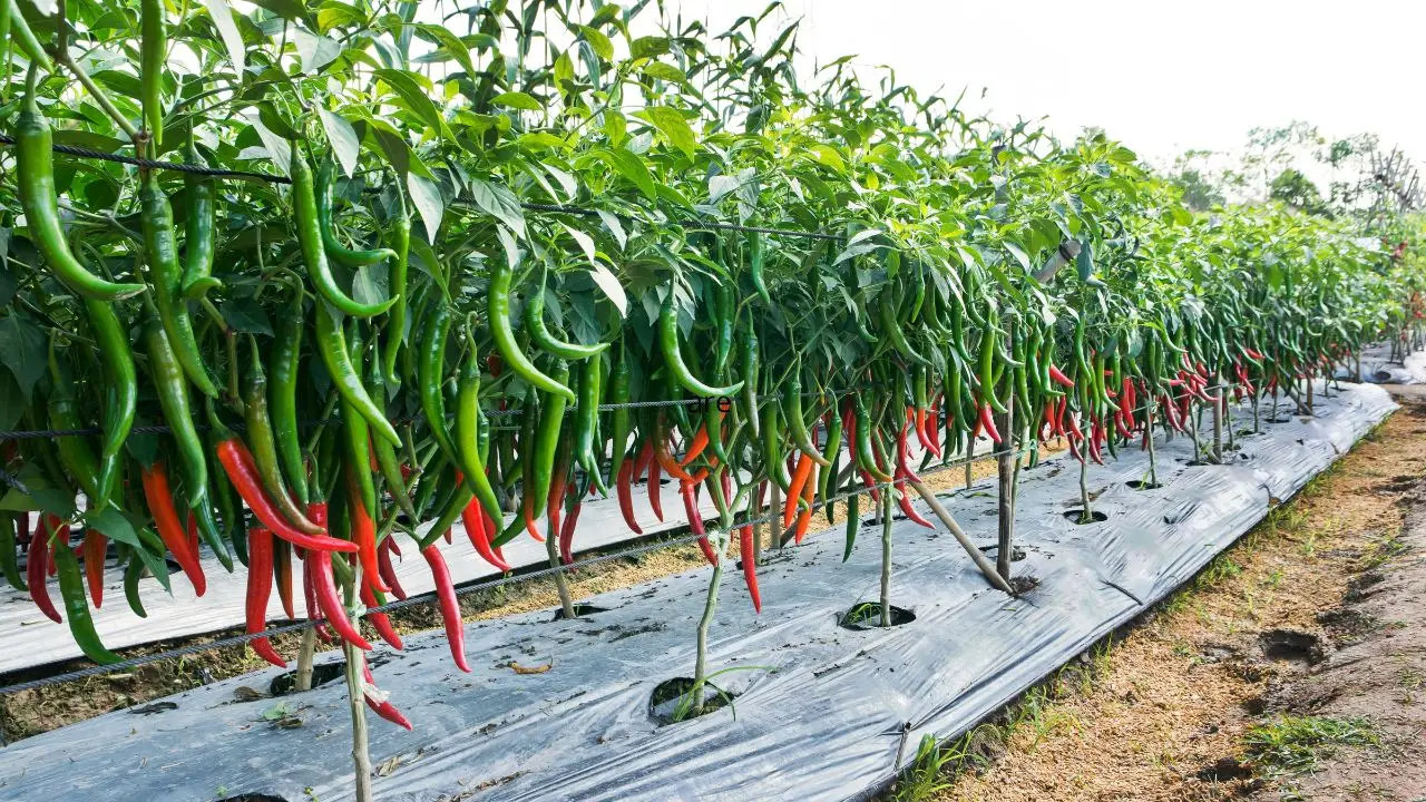 Proteggi i tuoi ortaggi dal caldo: la tecnica della pacciamatura spiegata dagli agricoltori Proteggi i tuoi ortaggi dal caldo: la tecnica della pacciamatura spiegata dagli agricoltori