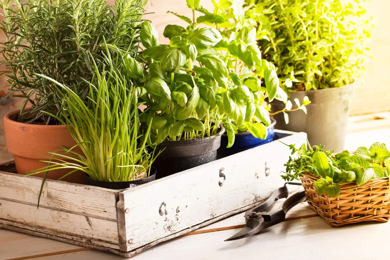 Come proteggere le radici delle piante aromatiche dal caldo: il metodo naturale per balconi e terrazzi esposti al sole Come proteggere le radici delle piante aromatiche dal caldo: il metodo naturale per balconi e terrazzi esposti al sole