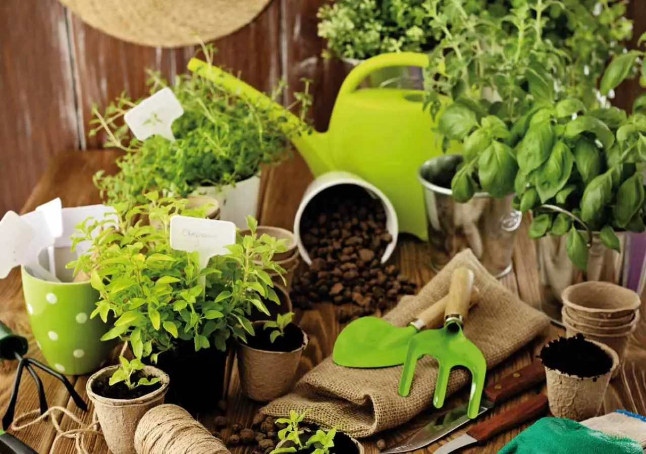 Come proteggere le radici delle piante aromatiche dal caldo: il metodo naturale per balconi e terrazzi esposti al sole Come proteggere le radici delle piante aromatiche dal caldo: il metodo naturale per balconi e terrazzi esposti al sole