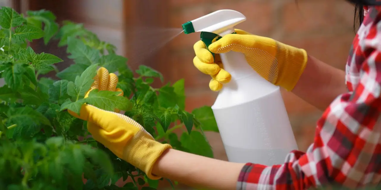 Come proteggere le radici delle piante aromatiche dal caldo: il metodo naturale per balconi e terrazzi esposti al sole Come proteggere le radici delle piante aromatiche dal caldo: il metodo naturale per balconi e terrazzi esposti al sole