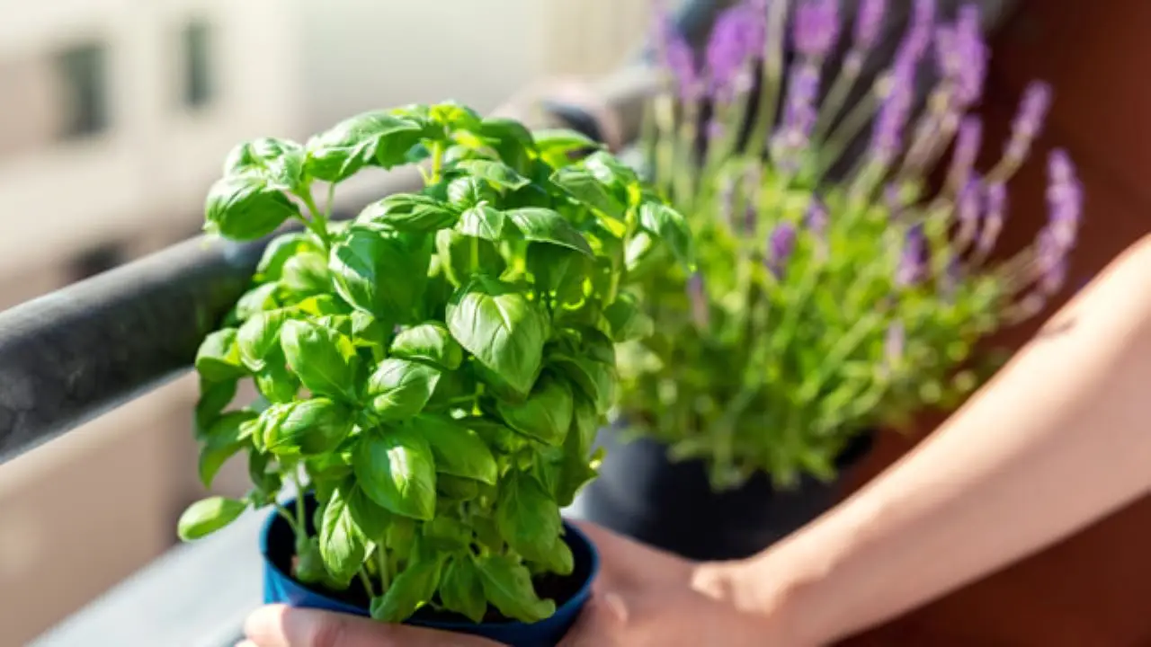 Come proteggere le radici delle piante aromatiche dal caldo: il metodo naturale per balconi e terrazzi esposti al sole Come proteggere le radici delle piante aromatiche dal caldo: il metodo naturale per balconi e terrazzi esposti al sole