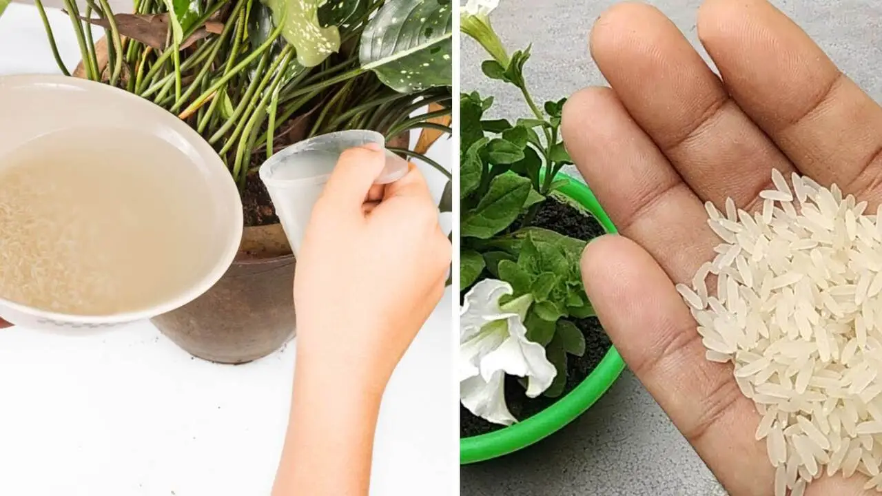 Ecco la soluzione naturale per eliminare l’umidità dai vasi in estate: il consiglio dei botanici per balconi sani a giugno Ecco la soluzione naturale per eliminare l’umidità dai vasi in estate: il consiglio dei botanici per balconi sani a giugno