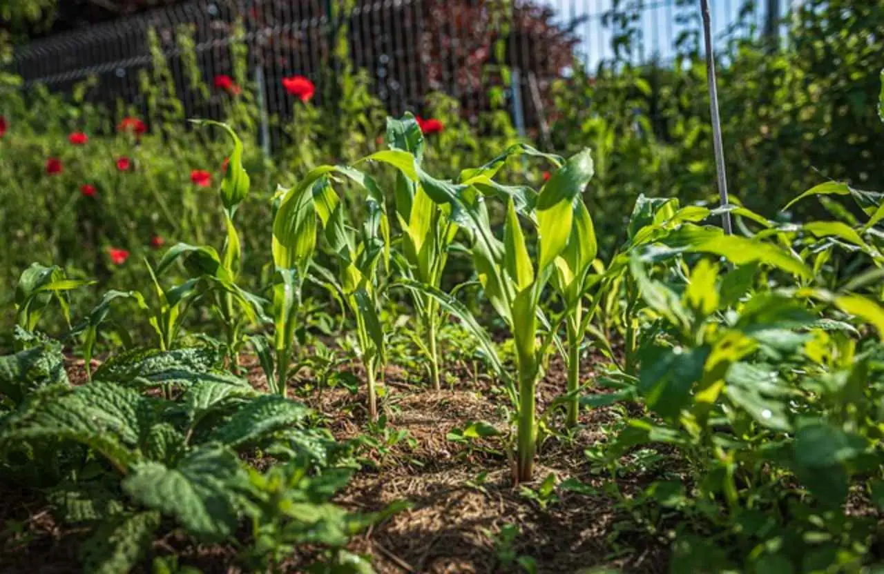 Il trucco del cartone per avere ortaggi sani: come proteggere il terreno dal caldo senza prodotti chimici, la guida degli agronomi Il trucco del cartone per avere ortaggi sani: come proteggere il terreno dal caldo senza prodotti chimici, la guida degli agronomi