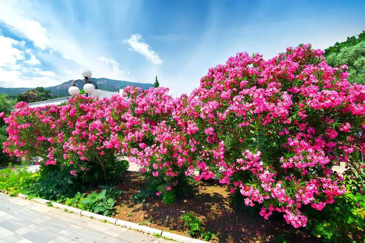 Prepara il giardino al vento di giugno: le varietà di arbusti selezionate dai vivaisti per terrazzi sempre protetti Prepara il giardino al vento di giugno: le varietà di arbusti selezionate dai vivaisti per terrazzi sempre protetti