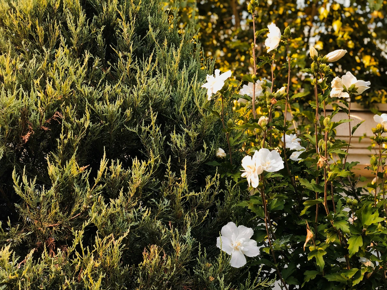 Prepara il giardino al vento di giugno: le varietà di arbusti selezionate dai vivaisti per terrazzi sempre protetti Prepara il giardino al vento di giugno: le varietà di arbusti selezionate dai vivaisti per terrazzi sempre protetti