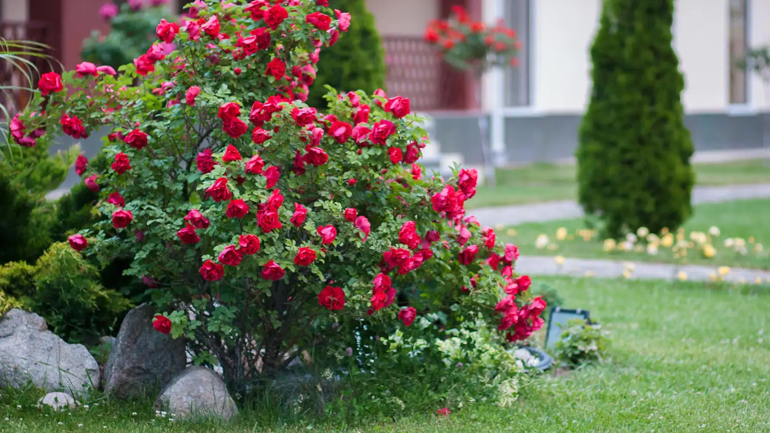 Prepara il giardino al vento di giugno: le varietà di arbusti selezionate dai vivaisti per terrazzi sempre protetti Prepara il giardino al vento di giugno: le varietà di arbusti selezionate dai vivaisti per terrazzi sempre protetti