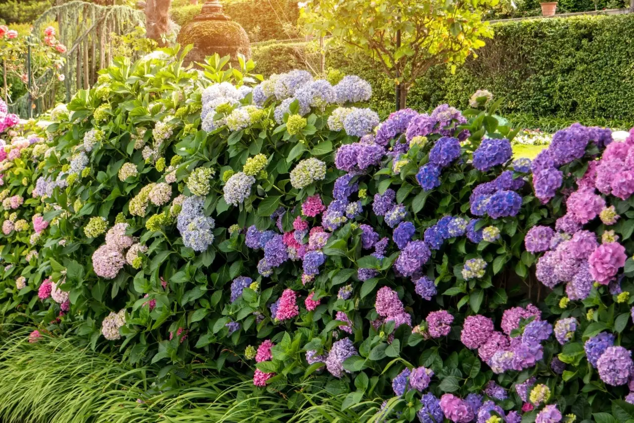 Prepara il giardino al vento di giugno: le varietà di arbusti selezionate dai vivaisti per terrazzi sempre protetti Prepara il giardino al vento di giugno: le varietà di arbusti selezionate dai vivaisti per terrazzi sempre protetti