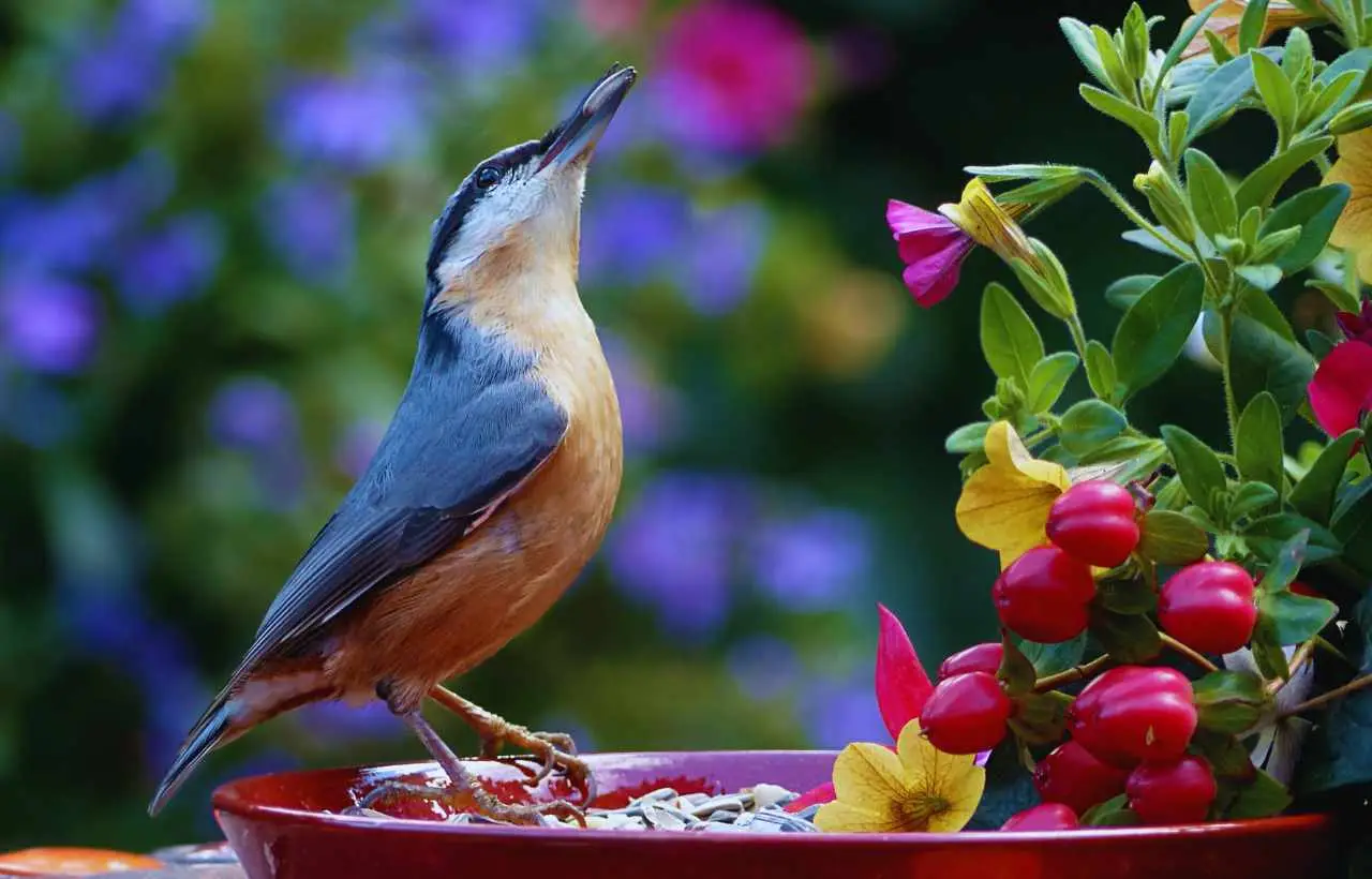 Scopri il segreto degli esperti per attirare più uccellini in giardino: il metodo naturale raccomandato dagli ornitologi per l’estate Scopri il segreto degli esperti per attirare più uccellini in giardino: il metodo naturale raccomandato dagli ornitologi per l’estate
