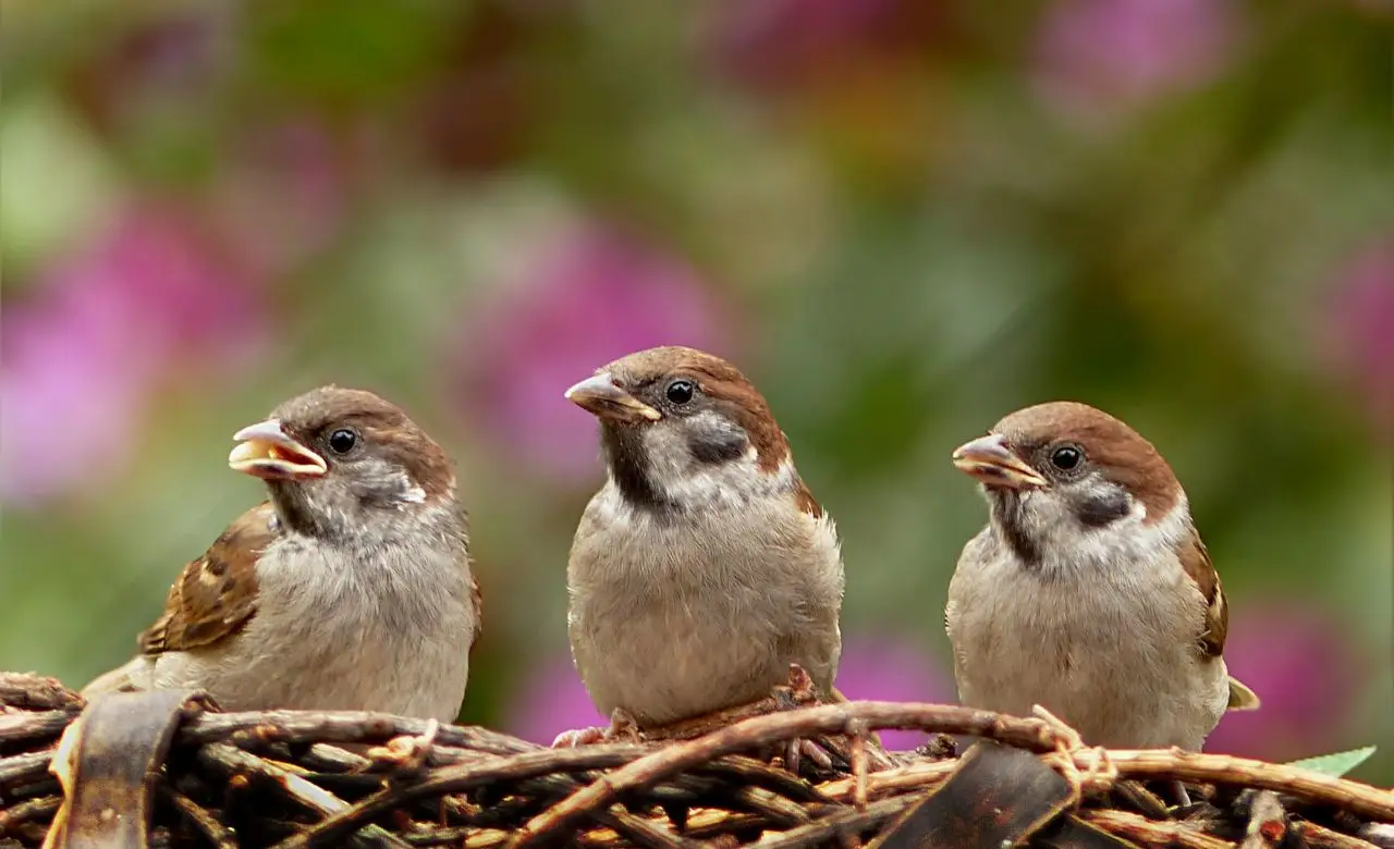 Scopri il segreto degli esperti per attirare più uccellini in giardino: il metodo naturale raccomandato dagli ornitologi per l’estate Scopri il segreto degli esperti per attirare più uccellini in giardino: il metodo naturale raccomandato dagli ornitologi per l’estate