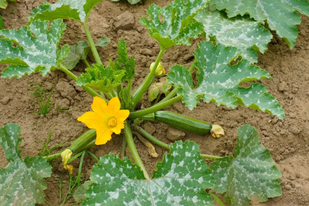 Come sfruttare la cenere di legna per rafforzare le zucchine: il metodo naturale degli agronomi per raccolti estivi Come sfruttare la cenere di legna per rafforzare le zucchine: il metodo naturale degli agronomi per raccolti estivi