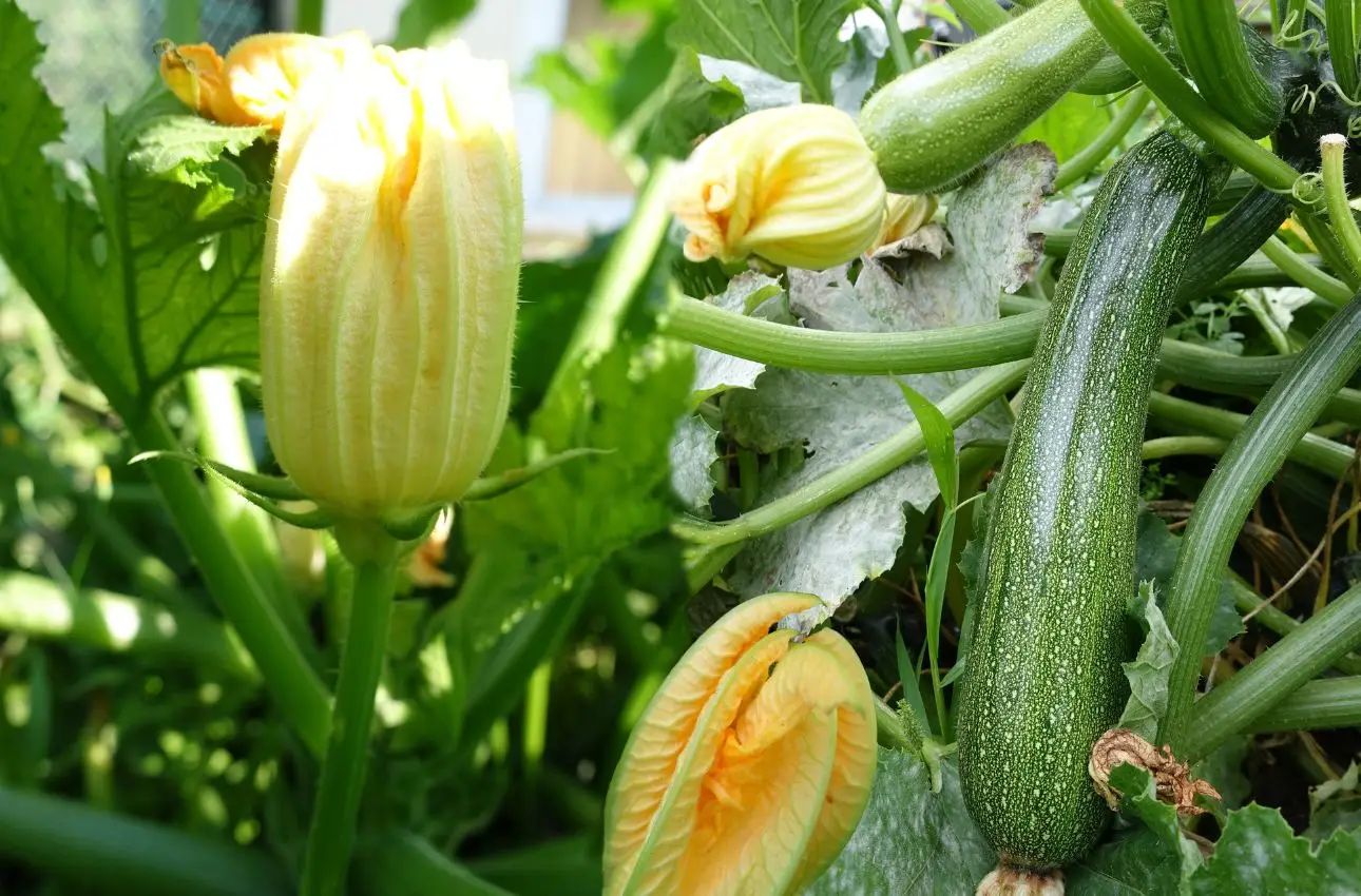 Come sfruttare la cenere di legna per rafforzare le zucchine: il metodo naturale degli agronomi per raccolti estivi Come sfruttare la cenere di legna per rafforzare le zucchine: il metodo naturale degli agronomi per raccolti estivi
