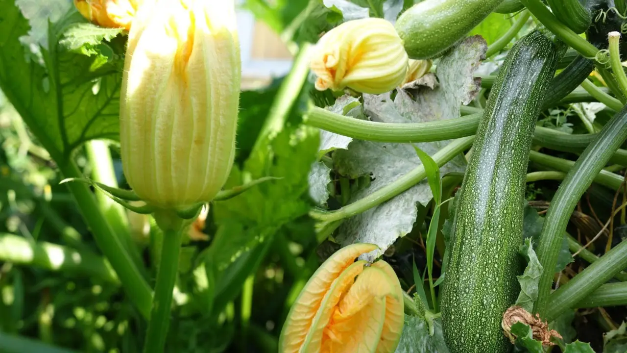 Come sfruttare la cenere di legna per rafforzare le zucchine: il metodo naturale degli agronomi per raccolti estivi Come sfruttare la cenere di legna per rafforzare le zucchine: il metodo naturale degli agronomi per raccolti estivi