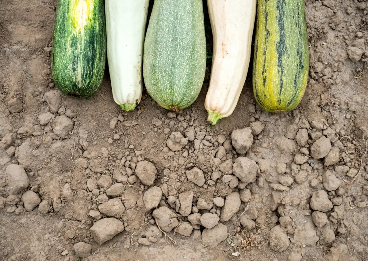 Come sfruttare la cenere di legna per rafforzare le zucchine: il metodo naturale degli agronomi per raccolti estivi Come sfruttare la cenere di legna per rafforzare le zucchine: il metodo naturale degli agronomi per raccolti estivi