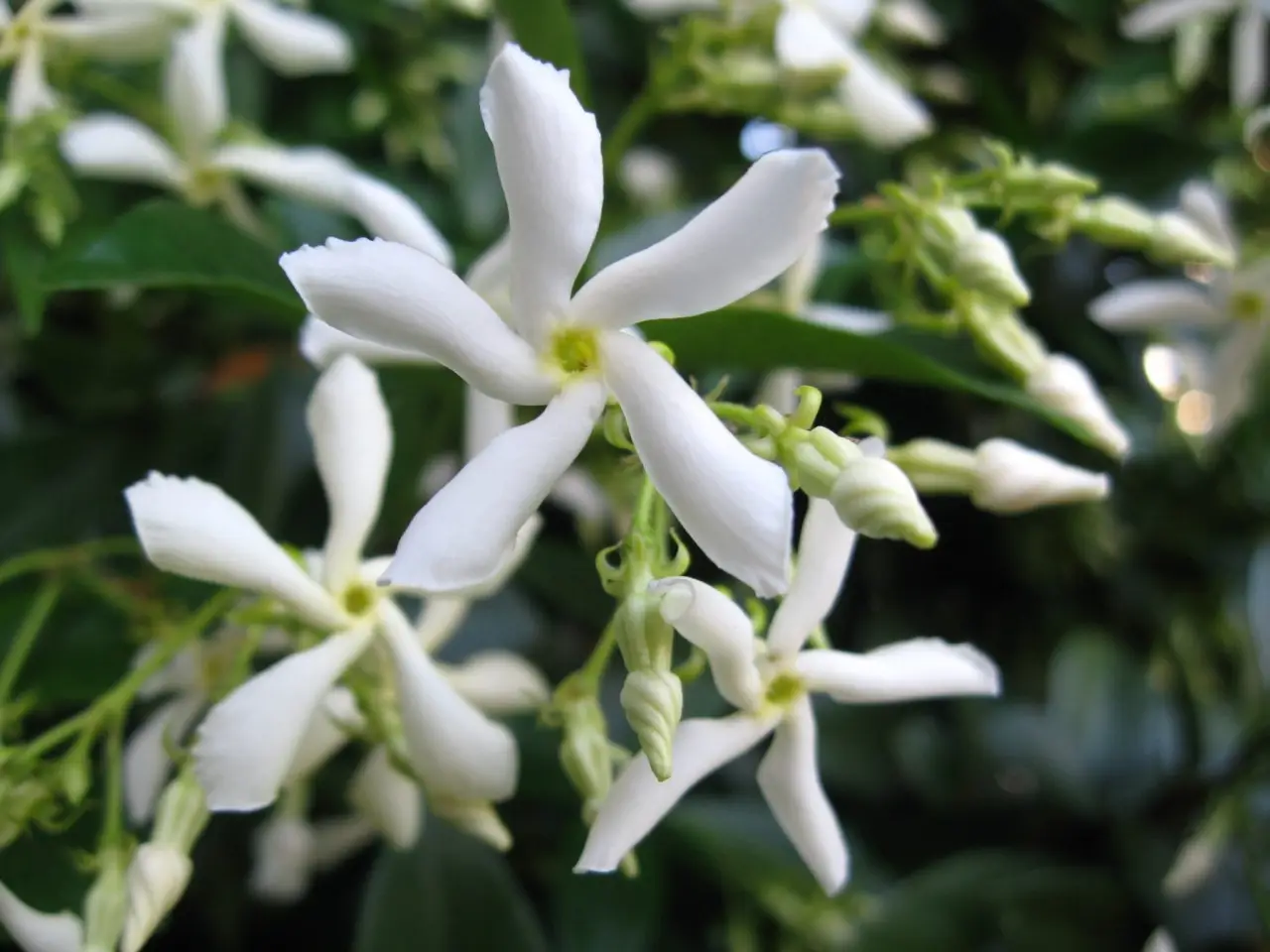 5 fiori notturni che profumano le serate in terrazza: la selezione dei vivaisti per giugno 5 fiori notturni che profumano le serate in terrazza: la selezione dei vivaisti per giugno