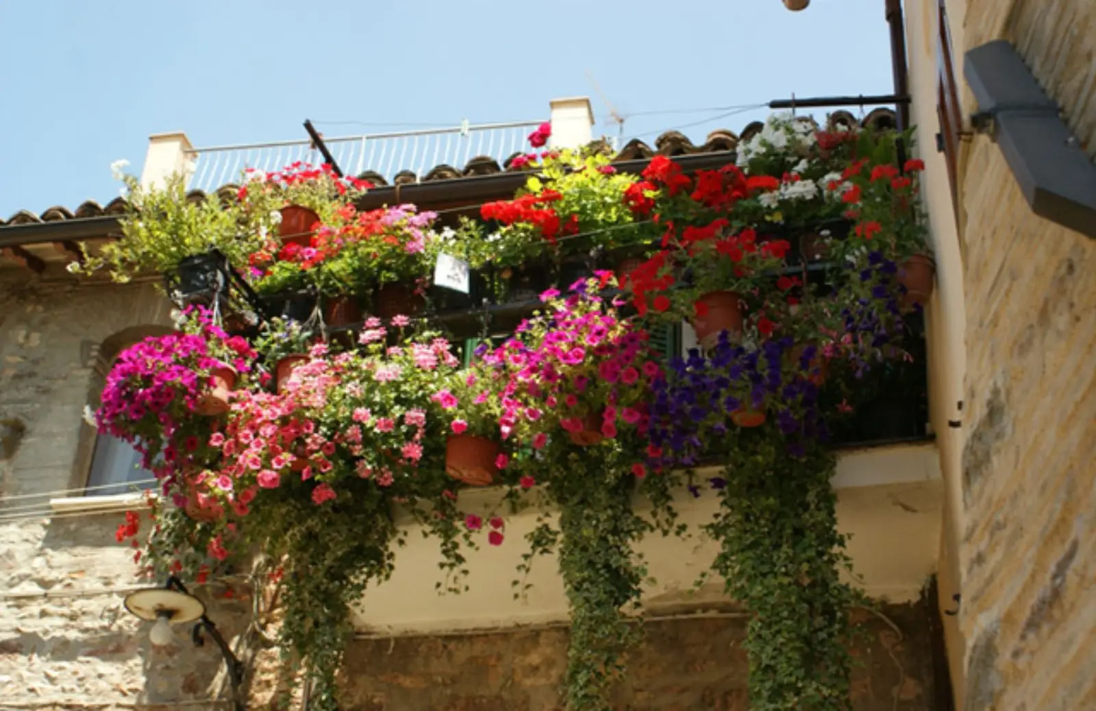 5 fiori notturni che profumano le serate in terrazza: la selezione dei vivaisti per giugno 5 fiori notturni che profumano le serate in terrazza: la selezione dei vivaisti per giugno