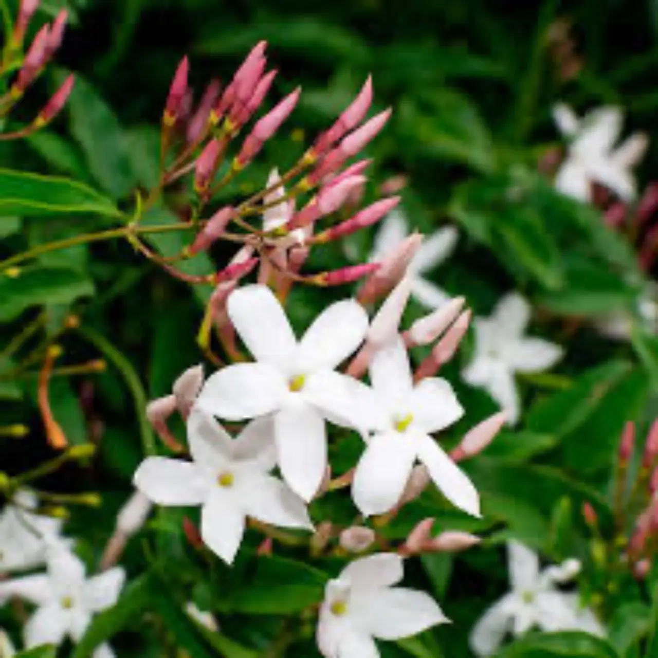 5 fiori notturni che profumano le serate in terrazza: la selezione dei vivaisti per giugno 5 fiori notturni che profumano le serate in terrazza: la selezione dei vivaisti per giugno
