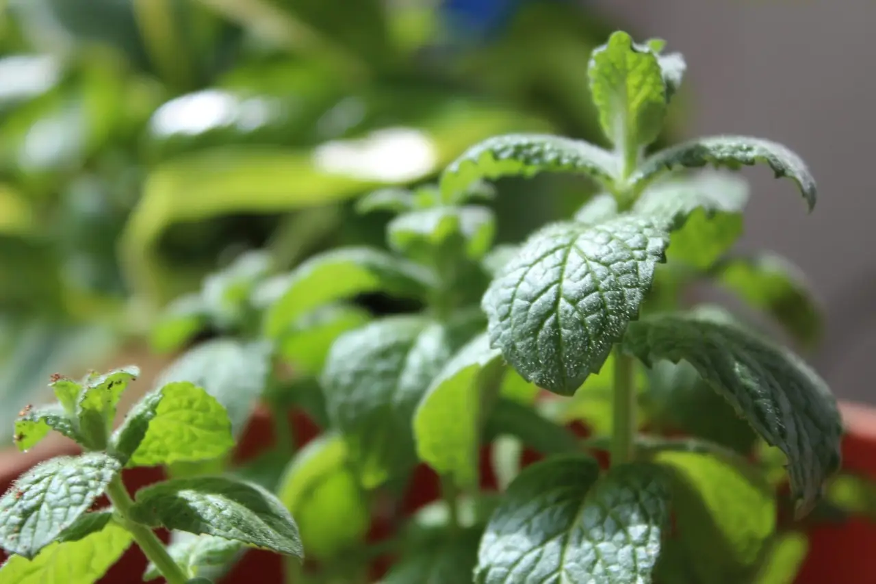 Scopri la pianta aromatica che protegge la dispensa dalle formiche: il consiglio degli esperti per l’estate Scopri la pianta aromatica che protegge la dispensa dalle formiche: il consiglio degli esperti per l’estate