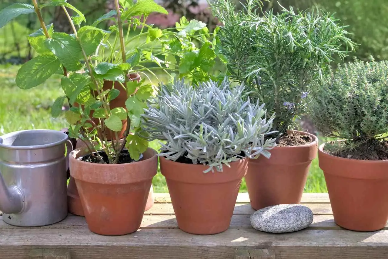 Scopri la pianta aromatica che protegge la dispensa dalle formiche: il consiglio degli esperti per l’estate Scopri la pianta aromatica che protegge la dispensa dalle formiche: il consiglio degli esperti per l’estate