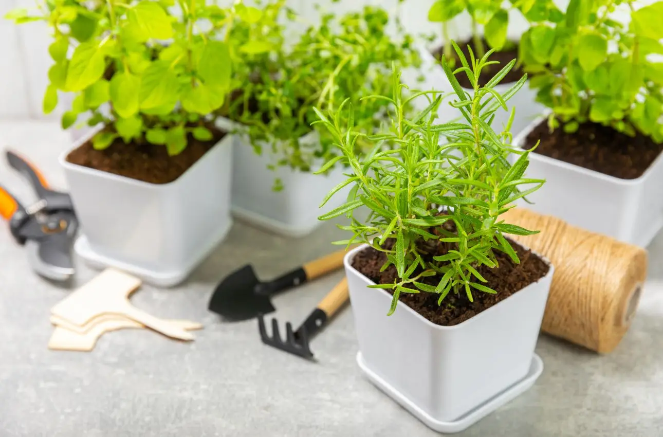 Scopri la pianta aromatica che protegge la dispensa dalle formiche: il consiglio degli esperti per l’estate Scopri la pianta aromatica che protegge la dispensa dalle formiche: il consiglio degli esperti per l’estate