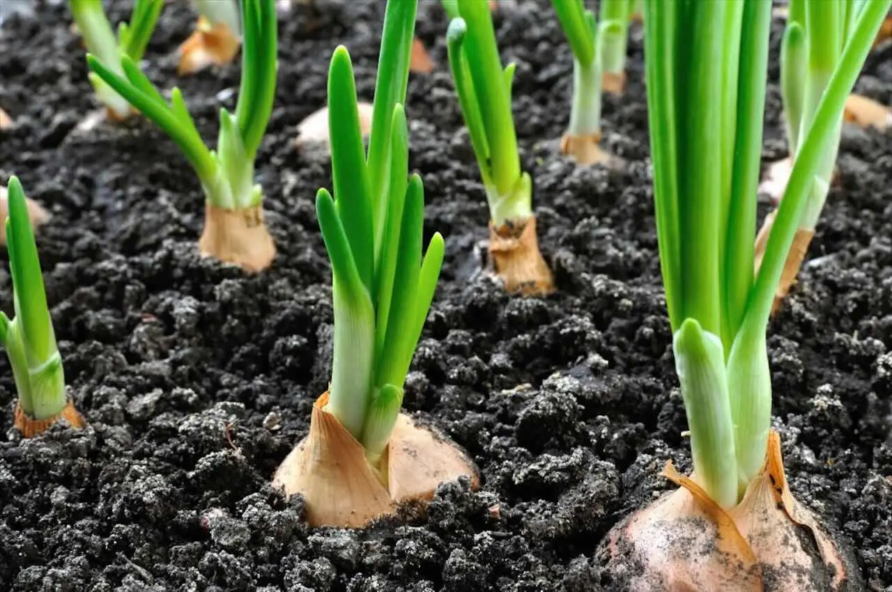 Come ottenere cipolle dolci e croccanti: il segreto degli orticoltori per la semina di giugno Come ottenere cipolle dolci e croccanti: il segreto degli orticoltori per la semina di giugno